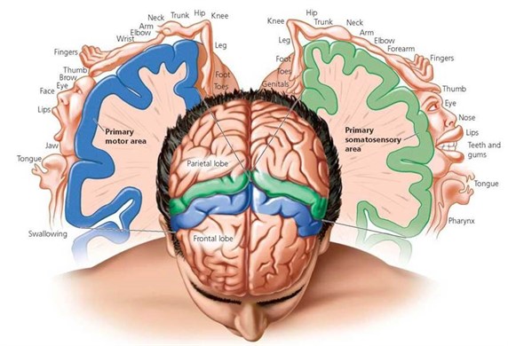 Foto 1: Billedet illustrerer kroppens legemsdele repræsenteret i hjernen. Ydermere beskriver billedet, hvor i hjernen de forskellige legemsdele er repræsenteret (det grønne område dækker sensoriske nerver fra legemsdele der sanser stimuli - det blå område dækker motoriske nerver der bearbejder de sensoriske stimuli og dermed udfører bevægelse).
Disse legemsdele kan forsvinde fra det grønne og blå område, hvis legemsdelene 
ikke stimuleres. Omvendt kan de repræsenterede legemsdele forøges i omfang ved stimuli og endog overlappe de andre hjerneområder, idet nervercellerne kan forgrene sig og skabe forbindelse til øvrige hjerneområder.
Vi kalder dette for ”Fire together wire together”-princippet og  ”Use it or loose it”-princippet.